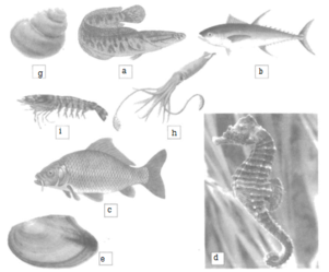 Vở bài tập Tự nhiên và Xã hội lớp 2 Bài 29: Một số loài vật sống dưới nước | Hay nhất Giải VBT Tự nhiên và Xã hội 2