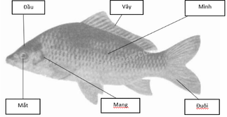 Vở bài tập Tự nhiên và Xã hội lớp 1 Bài 25: Con cá | Hay nhất Giải VBT Tự nhiên và Xã hội 1