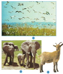 Tự nhiên và Xã hội lớp 2 Bài 27: Loài vật sống ở đâu? | Hay nhất Giải bài tập Tự nhiên và Xã hội 2