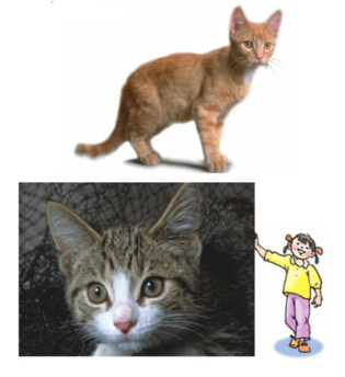 Tự nhiên và Xã hội lớp 1 Bài 27: Con mèo | Hay nhất Giải bài tập Tự nhiên và Xã hội 1