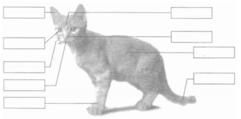 Vở bài tập Tự nhiên và Xã hội lớp 1 Bài 27: Con mèo | Hay nhất Giải VBT Tự nhiên và Xã hội 1