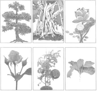 Vở bài tập Tự nhiên và Xã hội lớp 1 Bài 29: Nhận biết cây cối và con vật | Hay nhất Giải VBT Tự nhiên và Xã hội 1