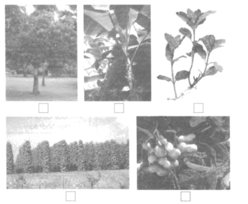 Vở bài tập Tự nhiên và Xã hội lớp 2 Bài 25: Một số loài cây sống trên cạn | Hay nhất Giải VBT Tự nhiên và Xã hội 2