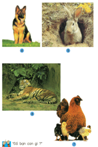 Tự nhiên và Xã hội lớp 2 Bài 28: Một số loài vật sống trên cạn | Hay nhất Giải bài tập Tự nhiên và Xã hội 2